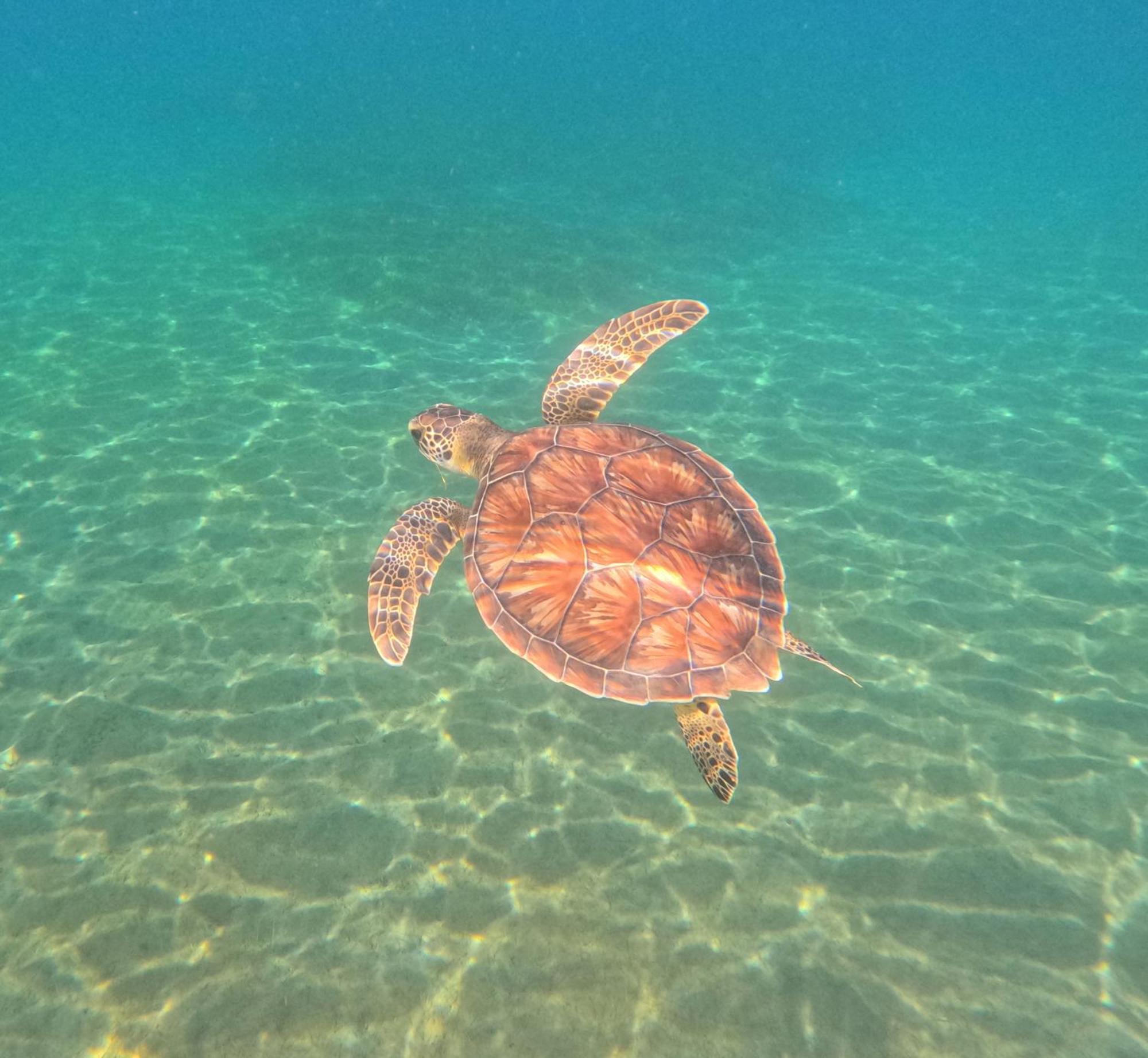 La Plage Martinique Schoelcher Bagian luar foto
